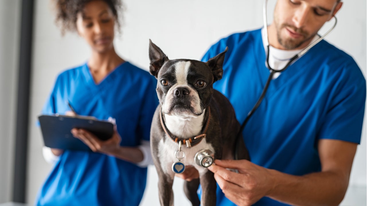 9-best-Veterinary-Schools-In-Europe-Taught-In-English