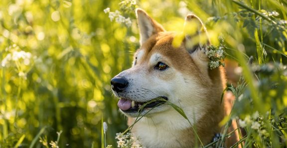 shiba-6292660_1280